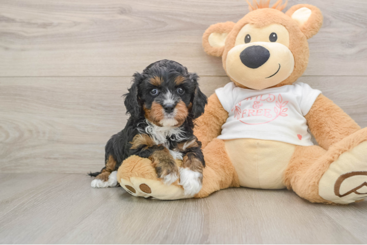 Friendly Cavapoo Baby