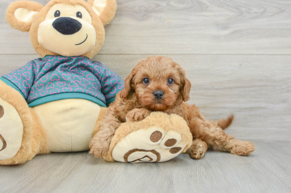 7 week old Cavapoo Puppy For Sale - Simply Southern Pups