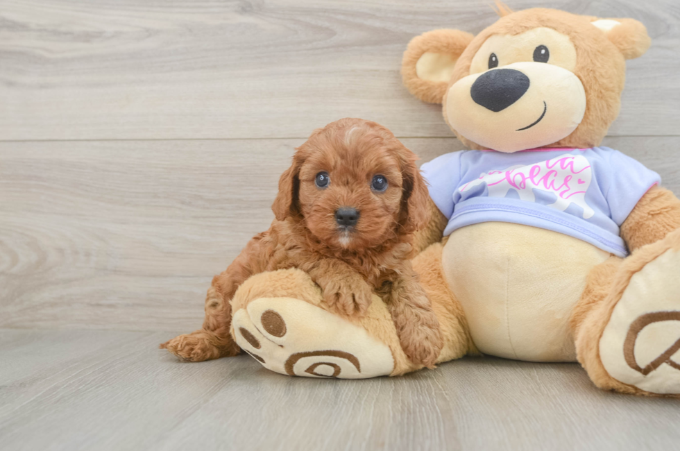 6 week old Cavapoo Puppy For Sale - Simply Southern Pups