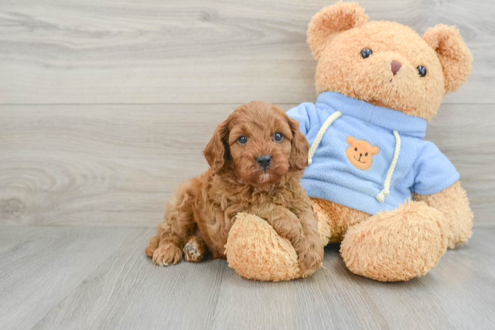 Fluffy Cavapoo Poodle Mix Pup