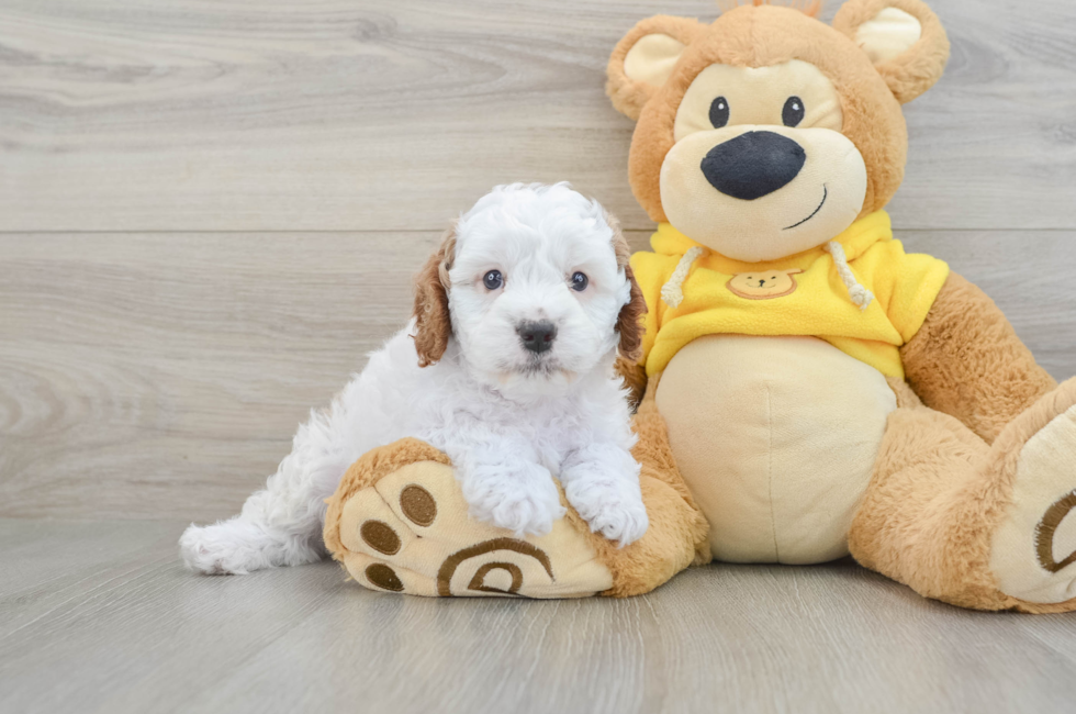 6 week old Cavapoo Puppy For Sale - Simply Southern Pups