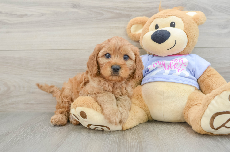 7 week old Cavapoo Puppy For Sale - Simply Southern Pups