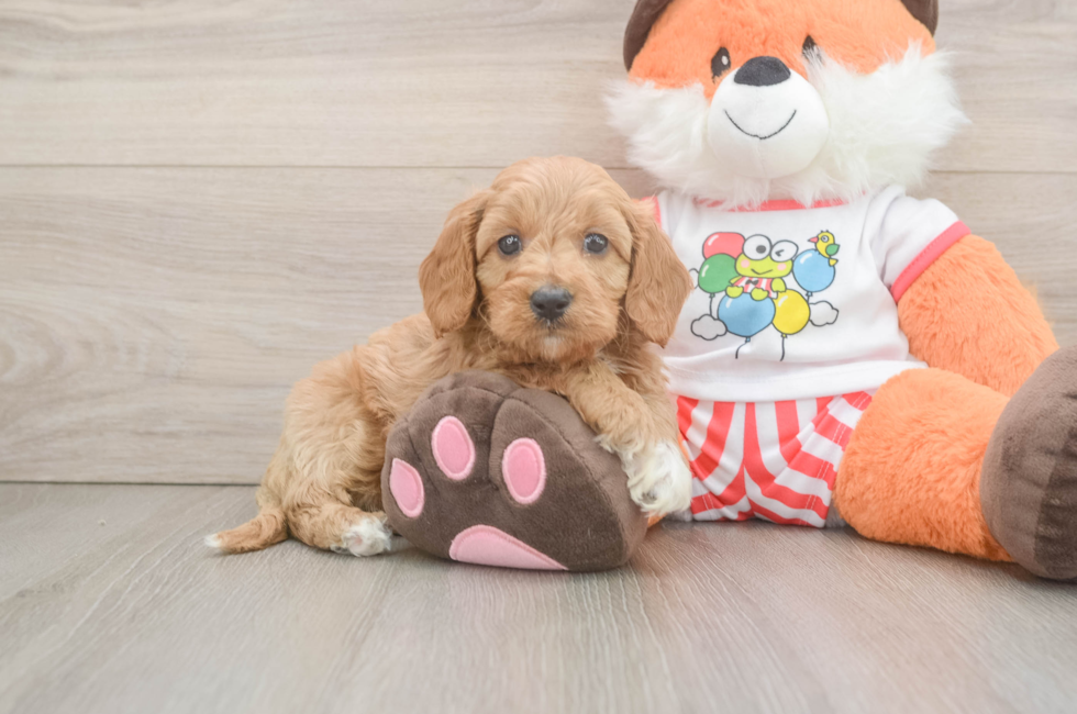 6 week old Cavapoo Puppy For Sale - Simply Southern Pups