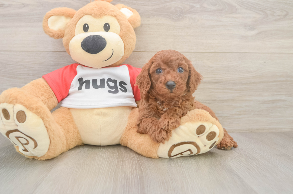6 week old Cavapoo Puppy For Sale - Simply Southern Pups