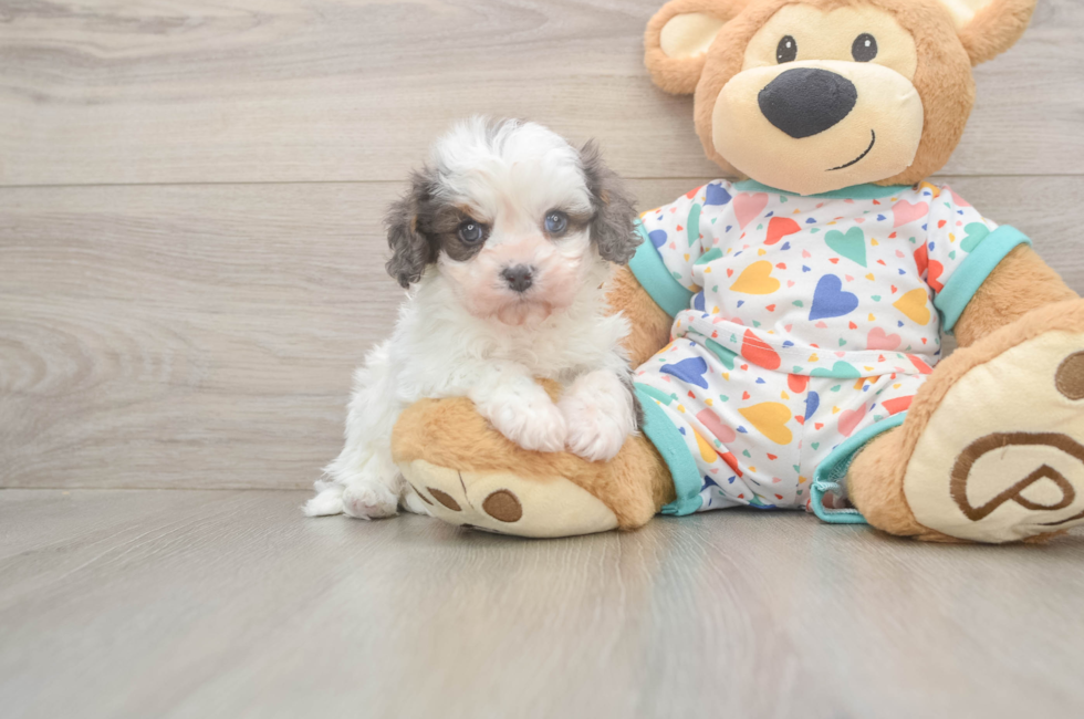 5 week old Cavapoo Puppy For Sale - Simply Southern Pups