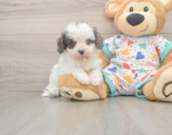 6 week old Cavapoo Puppy For Sale - Simply Southern Pups 6 week old Cavapoo Puppy For Sale - Simply Southern Pups