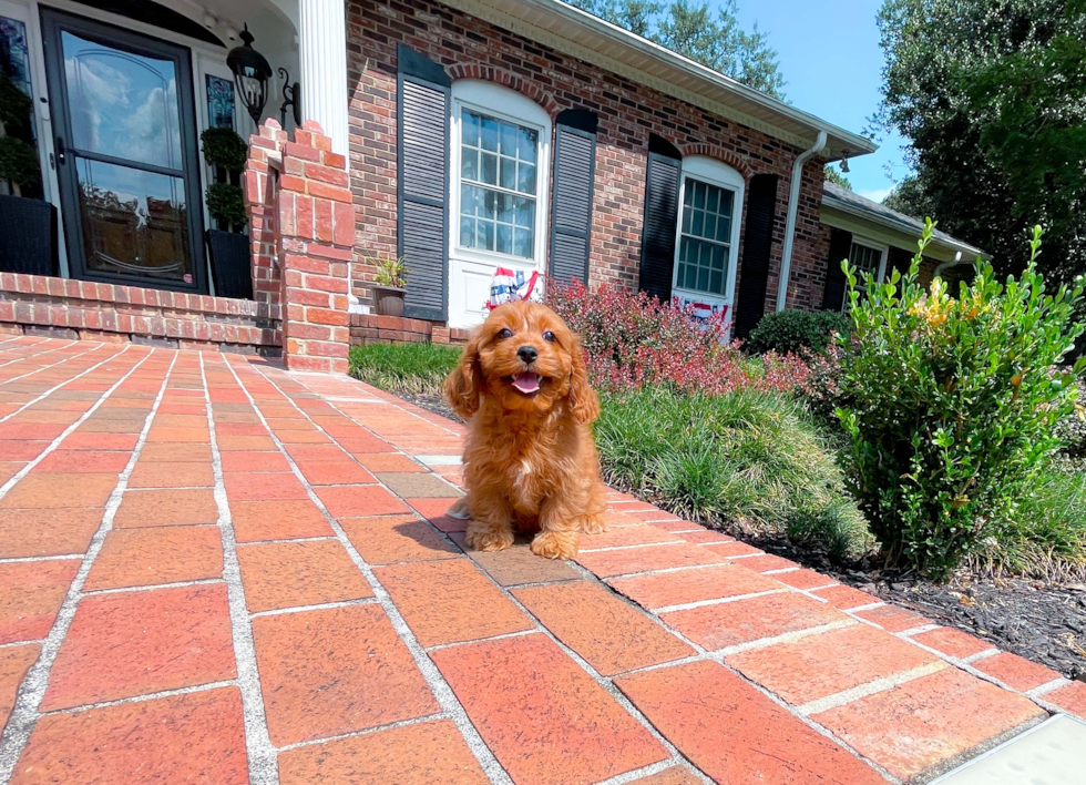 Cavapoo Puppy for Adoption