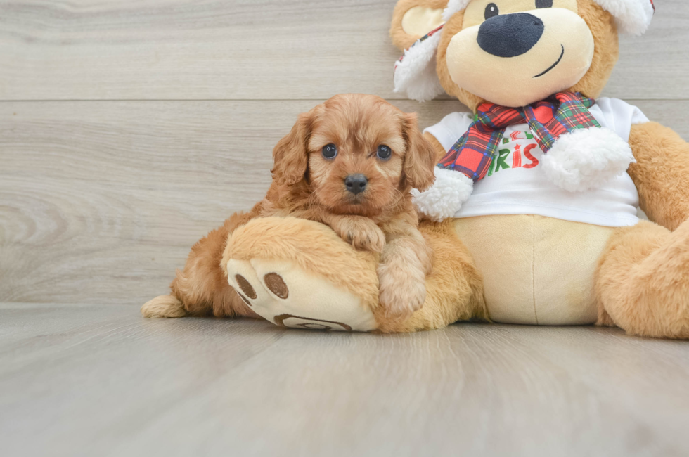 6 week old Cavapoo Puppy For Sale - Simply Southern Pups