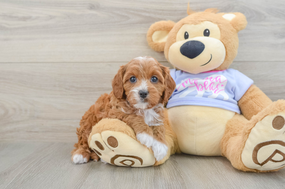 7 week old Cavapoo Puppy For Sale - Simply Southern Pups