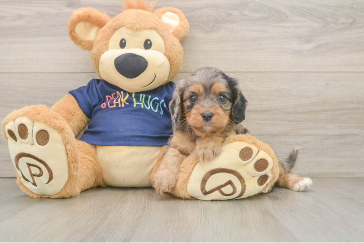 Cavapoo Pup Being Cute