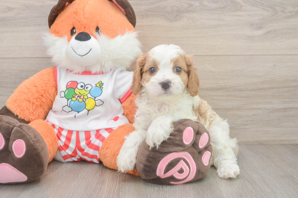 6 week old Cavapoo Puppy For Sale - Simply Southern Pups