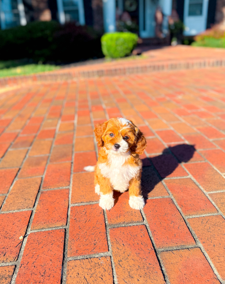 Cute Cavapoo Poodle Mix Pup