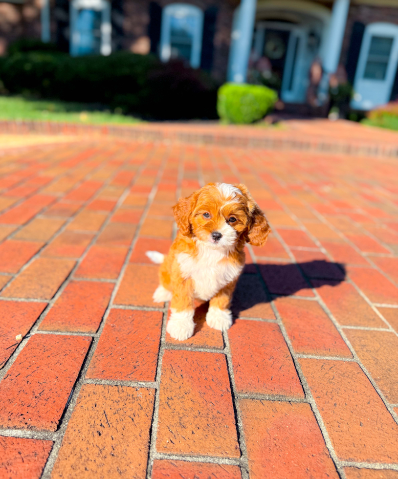 Best Cavapoo Baby