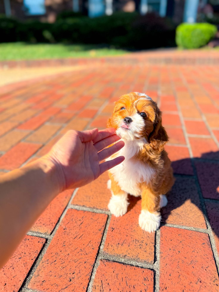 Cute Cavapoodle Poodle Mix Puppy