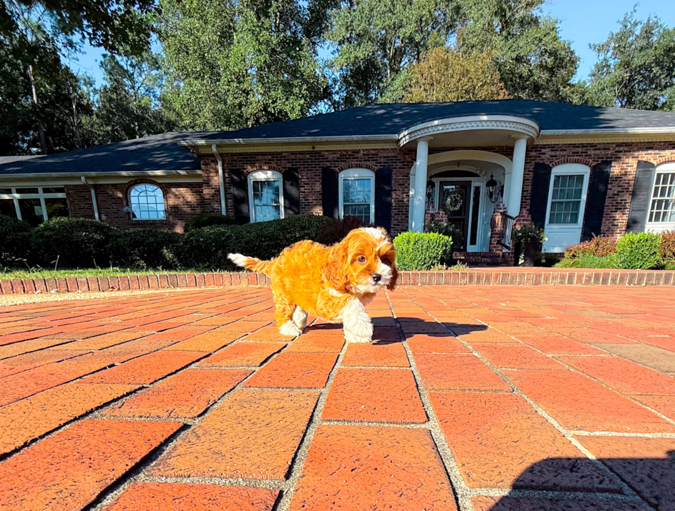 Cute Cavapoo Baby