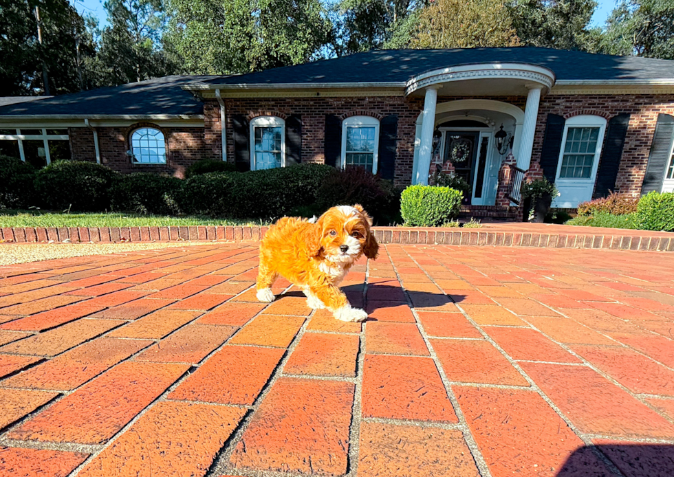 Cavapoo Pup Being Cute