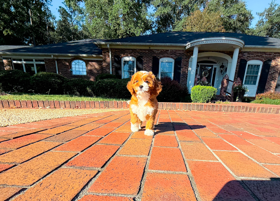 Best Cavapoo Baby