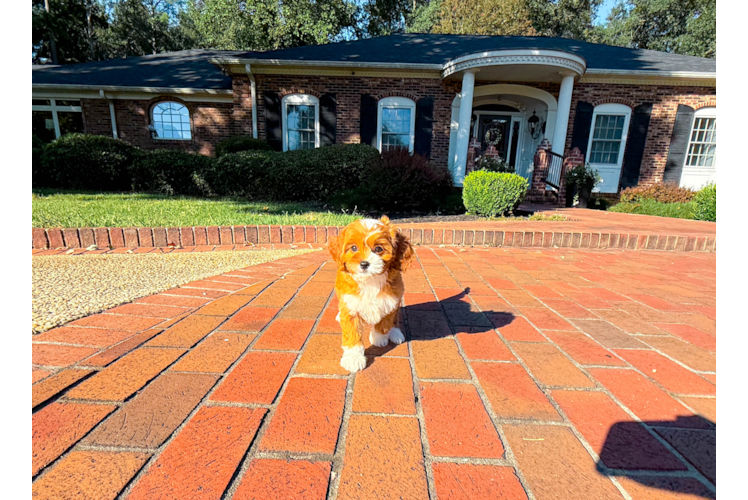 Cavapoo Puppy for Adoption