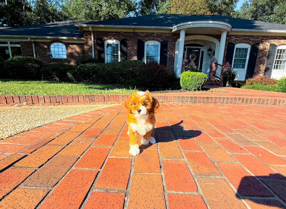 Cavapoo Puppy for Adoption