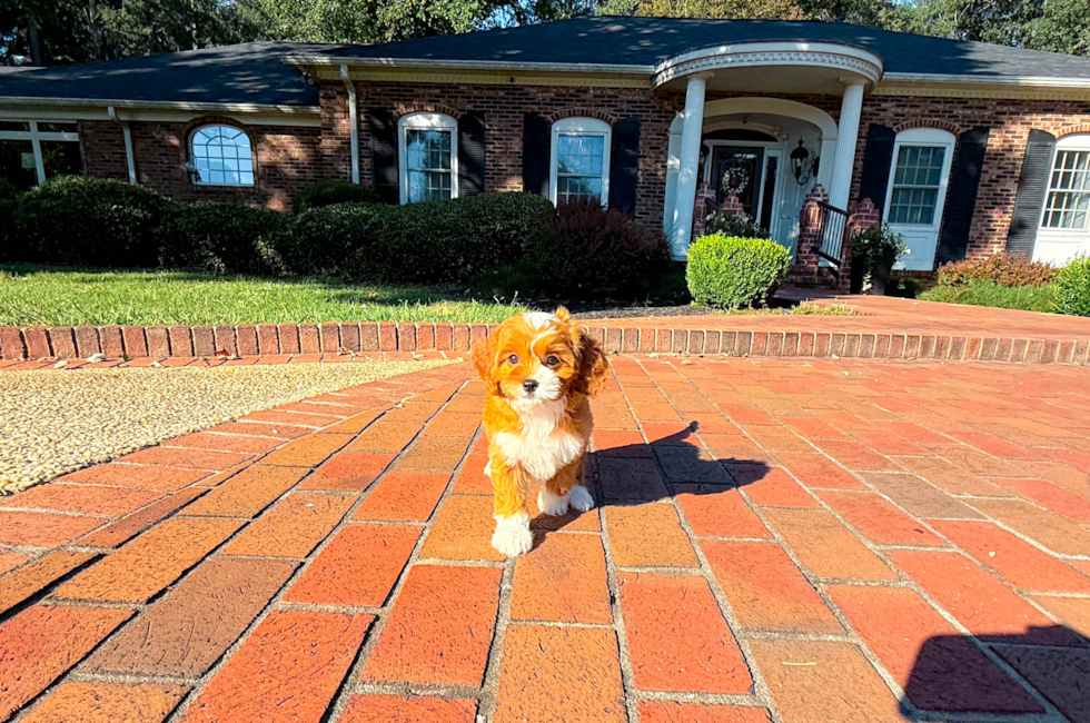 8 week old Cavapoo Puppy For Sale - Simply Southern Pups