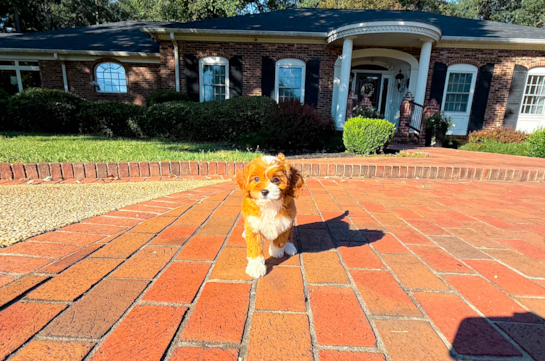 Cavapoo Puppy for Adoption