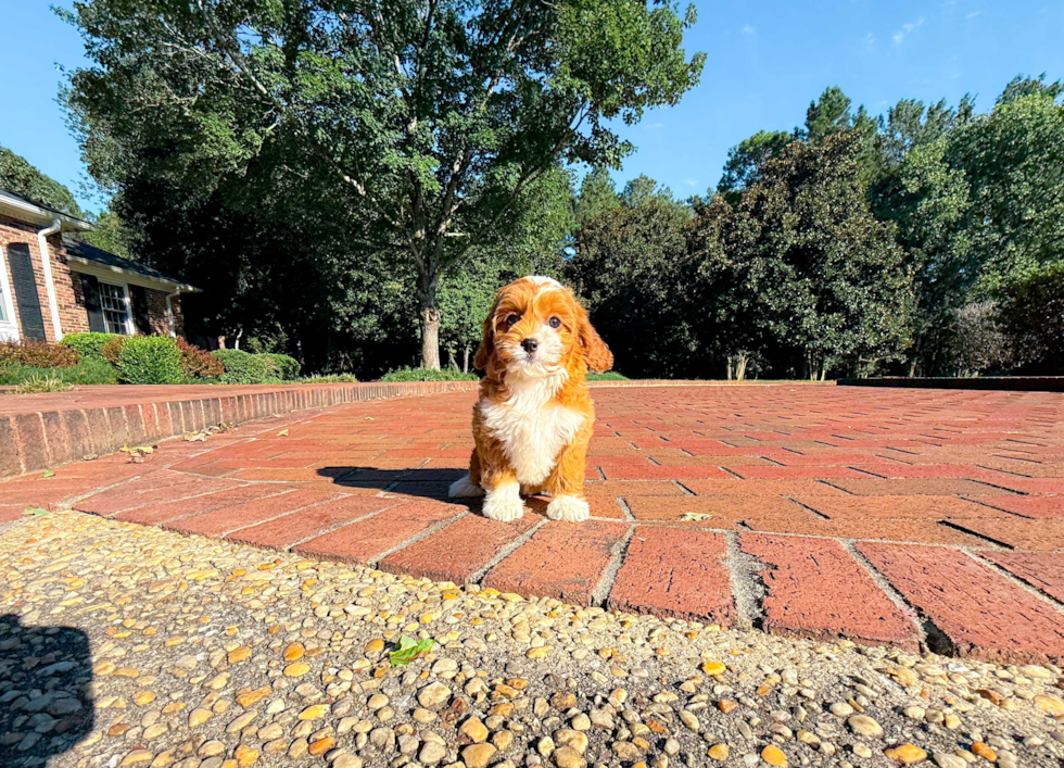 Cute Cavoodle Poodle Mix Puppy