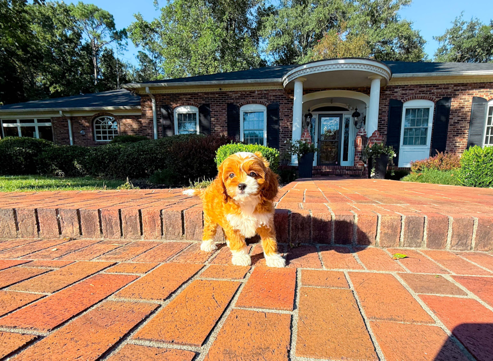 Cavapoo Pup Being Cute