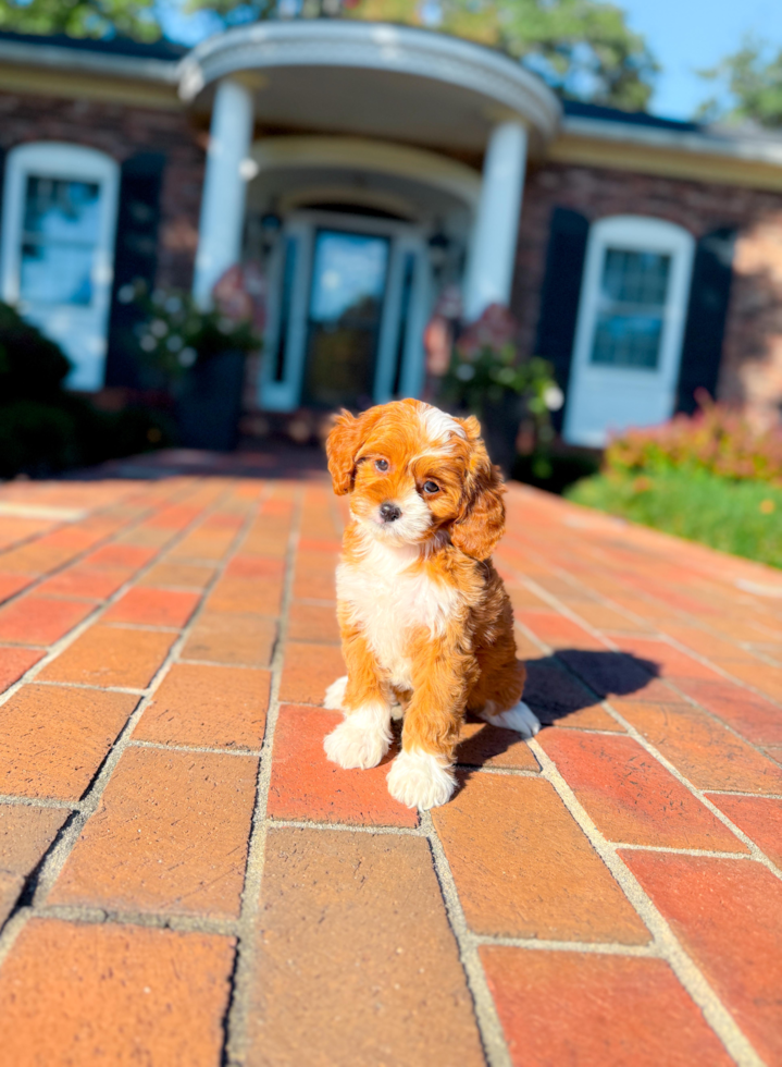 Cavapoo Puppy for Adoption