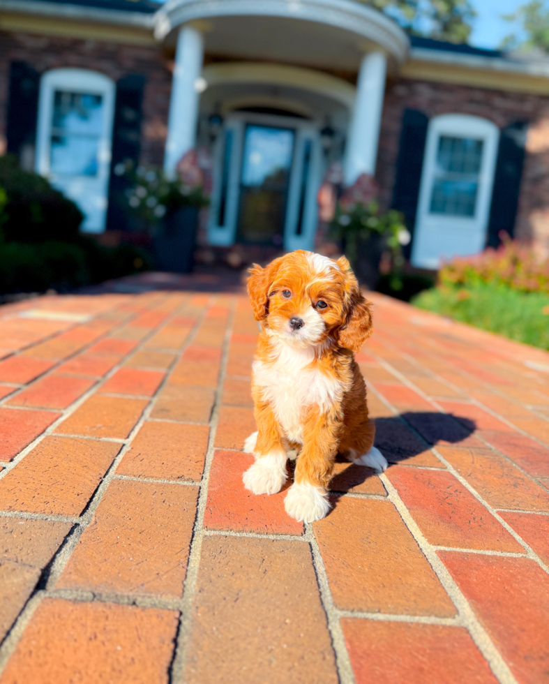 Cute Cavoodle Poodle Mix Puppy