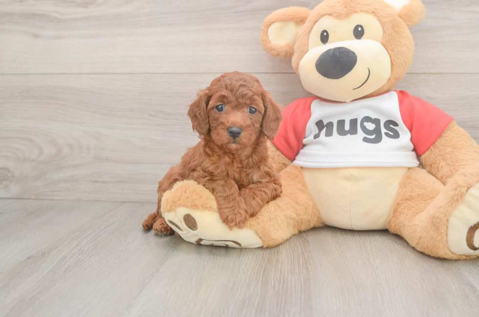 6 week old Cavapoo Puppy For Sale - Simply Southern Pups