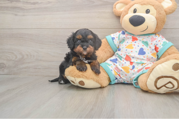 Cute Cavapoo Baby