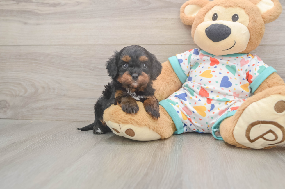 5 week old Cavapoo Puppy For Sale - Simply Southern Pups