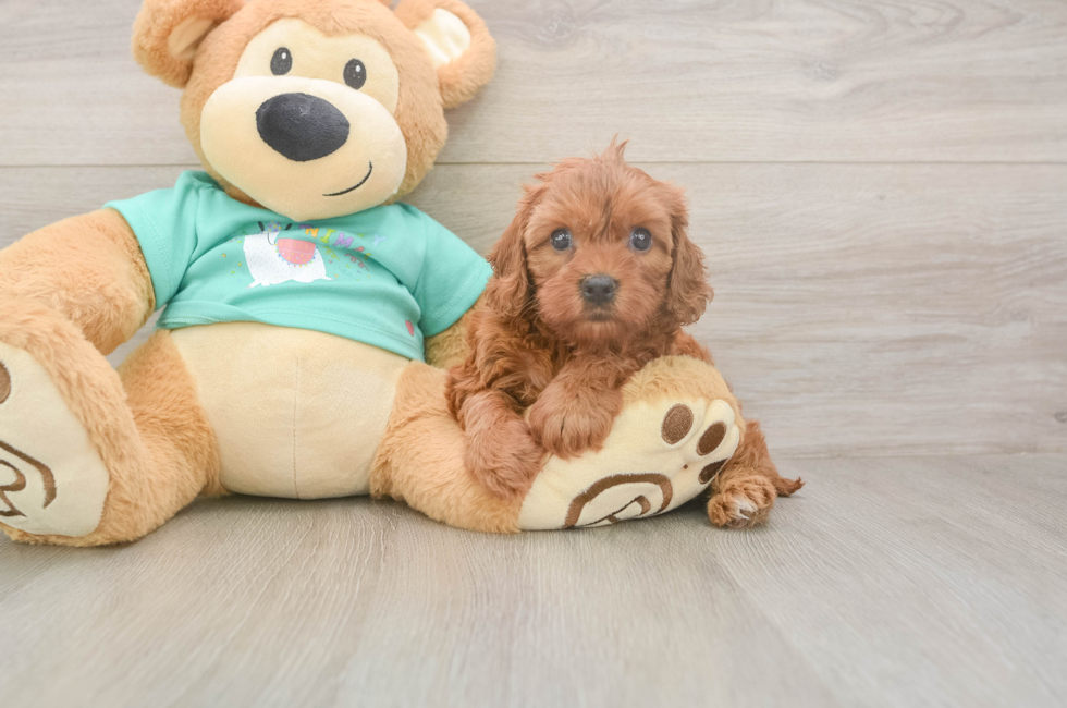 5 week old Cavapoo Puppy For Sale - Simply Southern Pups