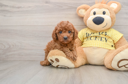 Cavapoo Pup Being Cute