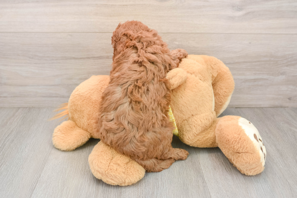 Cavapoo Pup Being Cute