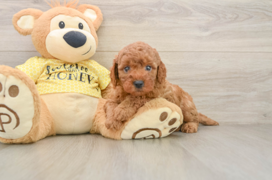Energetic Cavoodle Poodle Mix Puppy
