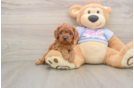Happy Cavapoo Baby