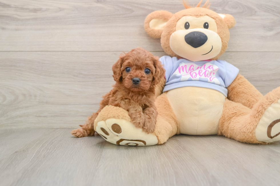 Happy Cavapoo Baby
