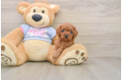 Energetic Cavoodle Poodle Mix Puppy