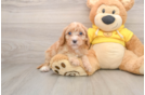 Cavapoo Puppy for Adoption