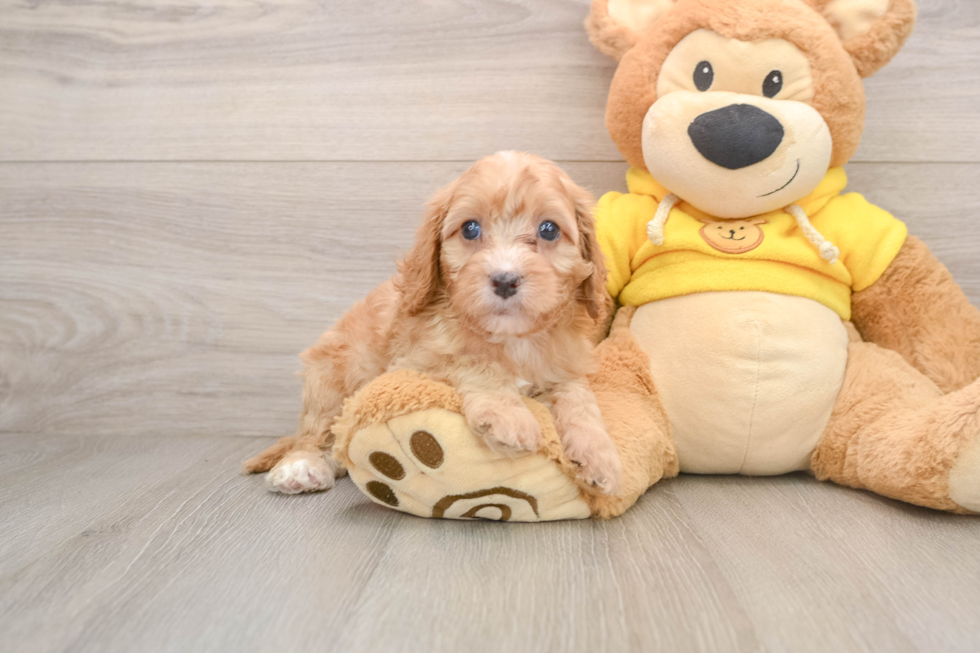 Cavapoo Puppy for Adoption