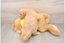 Cavapoo Pup Being Cute