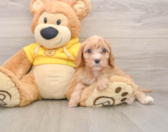8 week old Cavapoo Puppy For Sale - Simply Southern Pups