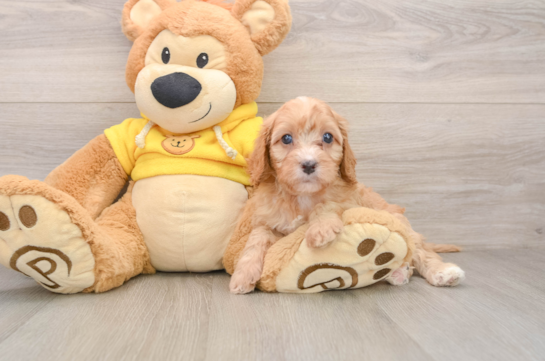 Friendly Cavapoo Baby
