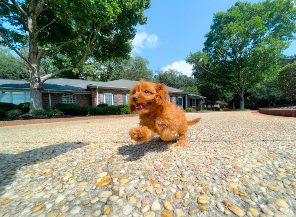 Cute Cavoodle Poodle Mix Puppy