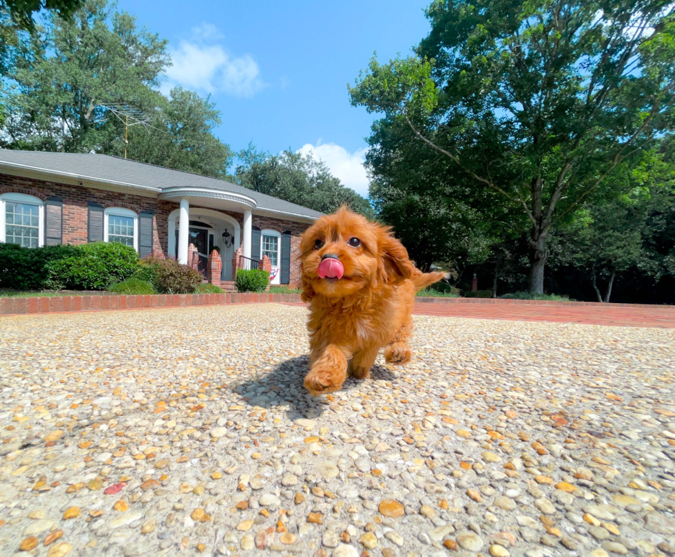 Cute Cavapoo Baby