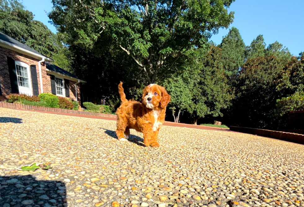Cavapoo Pup Being Cute