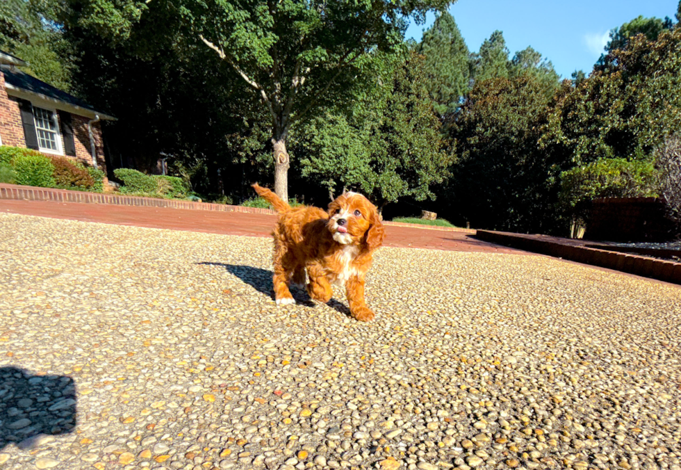 Cavapoo Puppy for Adoption