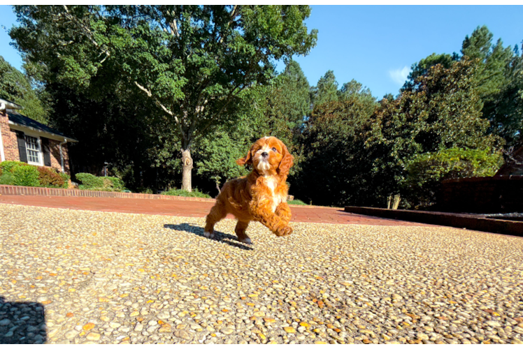 Cute Cavapoo Baby