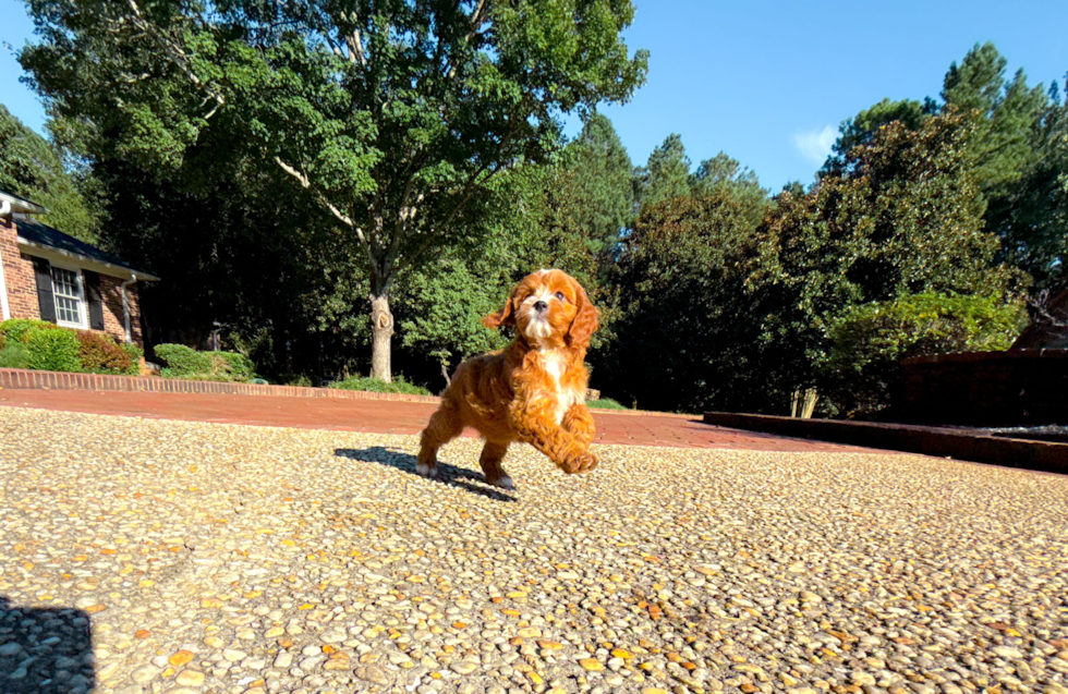 Cute Cavapoo Baby